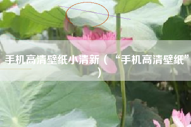 手机高清壁纸小清新（“手机高清壁纸”）