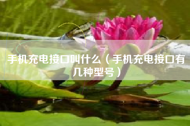 手机充电接口叫什么（手机充电接口有几种型号）