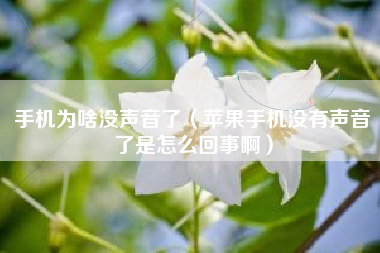 手机为啥没声音了（苹果手机没有声音了是怎么回事啊）