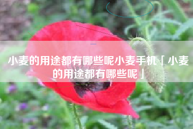 小麦的用途都有哪些呢小麦手机「小麦的用途都有哪些呢」
