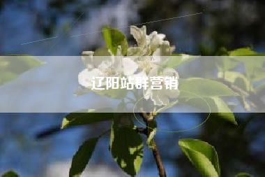 辽阳站群营销